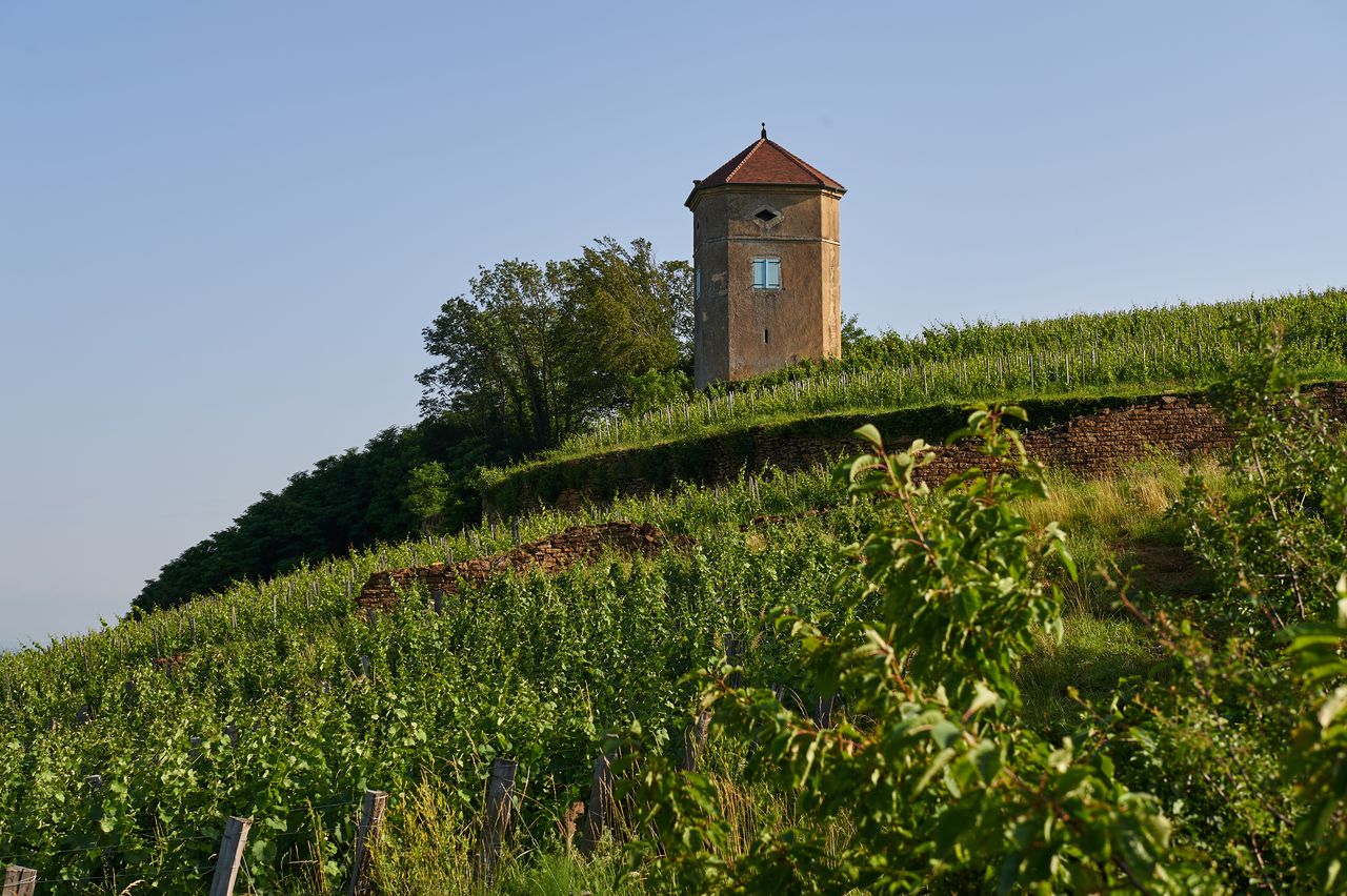Communes Arbois Tour de Curon BI-0321